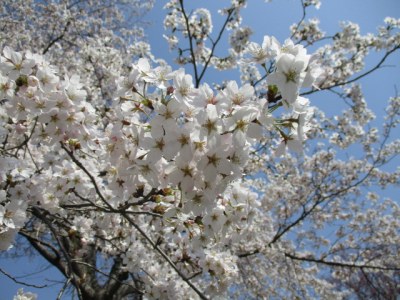 桜のアップ写真です。