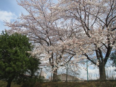 今年の桜の開花は例年より14日も早いそうです。