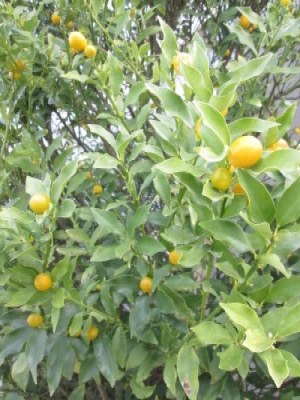 キンカン。小さめの黄色の果実がたくさんなっています。