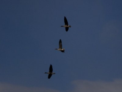 田子の田園地帯を飛んでいる雁。