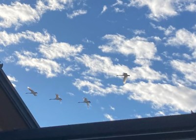 田子市民センターの上空を飛ぶオオハクチョウ