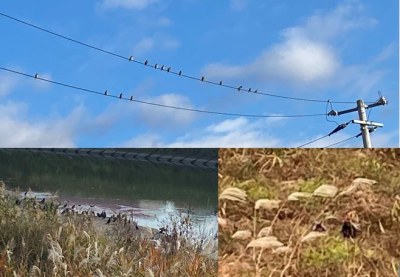 天気のいい日の早朝には、日光浴をしているのかたくさんの鵜が川岸に立って羽を広げていて、その上にはスズメがたくさん電線に留まっていました。ふと草原を見ると、河原には，雉も2羽鳴いていました。
