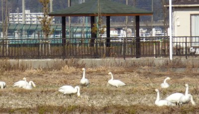 田子の地域にはオオハクチョウがたくさん飛来して越冬しています。以前は　冬になるとよくマガンが飛来していたそうです。 令和の近年姿が見られないとされていましたが、昨年からマガンらしき姿が見られるとの情報もいただいています。 1月8日（土）情報を元に早速田んぼに行ってみましたが、付近の七北田川もふくめ、本日は白鳥の姿のみでした。マガンは家族を中心とした親族で群れを作っていて、警戒心が強い鳥なので、見かけた際は静かに見守ってください。
