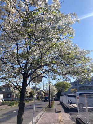 田子の街路樹（ハナミズキ）のある風景
