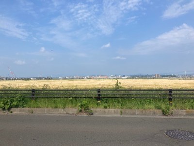 田子西の麦畑2022