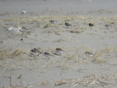 ０３　シロチドリ（絶滅危惧種）砂浜休息20170219