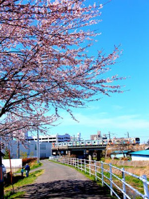 春爛漫　梅田川の上を仙石線マンガッタンライナーが走っています。