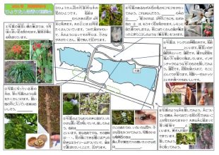 鶴ケ谷キッズステーション　第六回「ひょうたん沼を探検しよう！！」