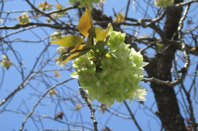 緑色の珍しい桜、「御衣黄(ぎょいこう)」この桜をお目当てに公園にいらっしゃる方も。
