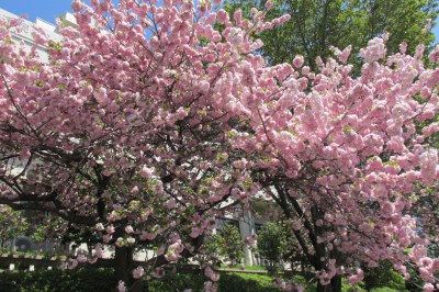 榴ケ岡市民センターすぐそばにある毬のような遅咲きの桜、「江戸」