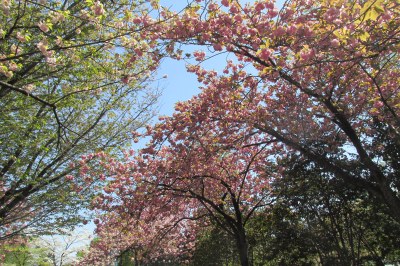 こちらも榴ケ岡市民センターすぐそばの桜のトンネル🌸