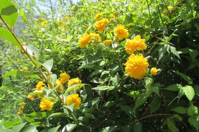 鮮やかな黄色い花の「ヤマブキ」