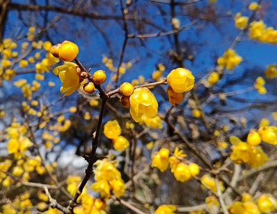 【令和5年度】榴岡公園でロウバイが咲いています