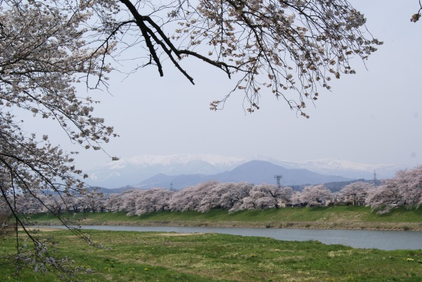 残雪の蔵王、清流・白石川、一目千本桜の色彩豊かな大パノラマを楽しめる絶景ポイント