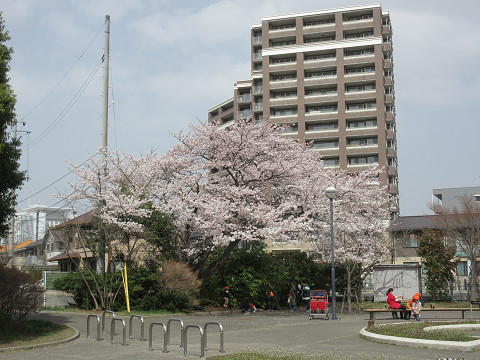 八本松児童館前の桜です。きれいですね。