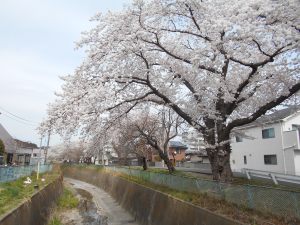 九ヶ村堀沿いも、春のお散歩コースです