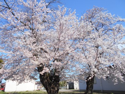 2024　桜が満開です