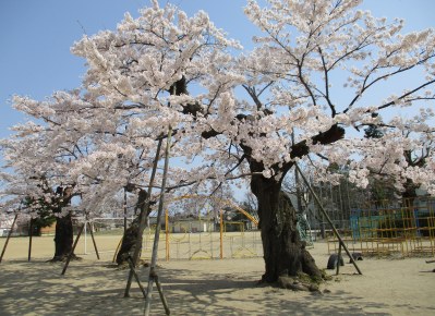 校庭にある樹齢１００余年の桜です。