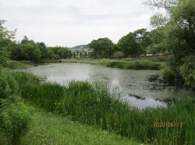 緑の鮮やかな天沼公園