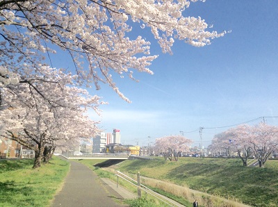 朝の新笊川の堤防から、青空と桜並木の風景です。