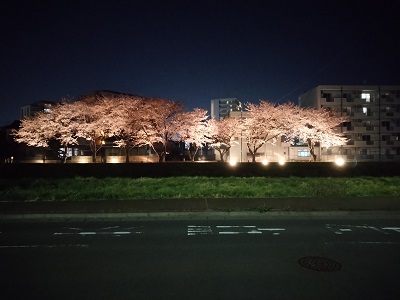 大野田4丁目の新笊川堤防では、桜がライトアップされていました。