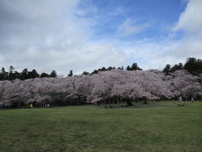 三神峯公園の桜が満開でした