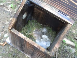 巣箱の中を見てみました。コケがたくさん敷かれていました。触ってみるとフカフカです。丸くくぼんだ産座は、柔らかい化繊綿や獣毛などで作られていました。割れていない卵がありました。危険を感じたのか親鳥は卵を放棄したようです。