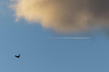 雲と飛行機雲を横目に、鳥が飛んでいきます。