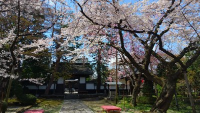 松音寺の桜です！門も由緒あり、桜は勿論、朱い毛氈がアクセントになっています・