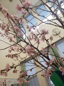 市民センターロビーの桜が満開です