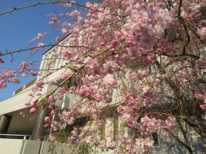 今年も桜、咲きました！