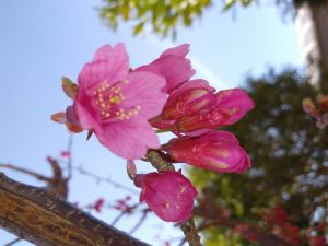 寒緋桜の蕾が・・・