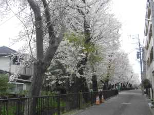 まずは、市民センターを西方に歩いて行くと、七郷掘り沿いに並ぶ「文化町の桜」が満開でした。　とてもきれいで、心癒されました。