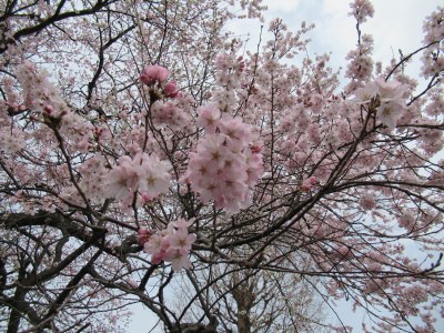 若林区文化センターの桜