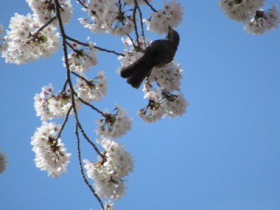 一心不乱に桜の花を摘まんでいます。