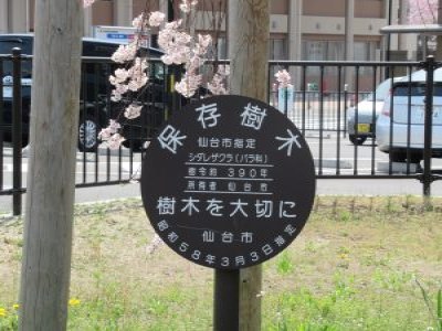 仙台市保存樹木390年